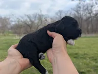 Trixie - AKC - Portuguese water dog , a female Portuguese Water Dog for sale in Kingston, MO – 2 of 7