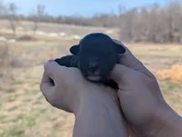 Trixie - AKC - Portuguese water dog , a female Portuguese Water Dog for sale in Kingston, MO – Photo 6 of 7