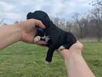 Trixie - AKC - Portuguese water dog , a female Portuguese Water Dog for sale in Kingston, MO – 3 of 7