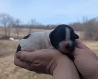 Theo - AKC - Portuguese water dog , a male Portuguese Water Dog for sale in Kingston, MO – Photo 3 of 9