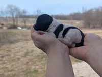 Theo - AKC - Portuguese water dog , a male Portuguese Water Dog for sale in Kingston, MO – Photo 2 of 9