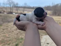 Theo - AKC - Portuguese water dog , a male Portuguese Water Dog for sale in Kingston, MO – Photo 9 of 9