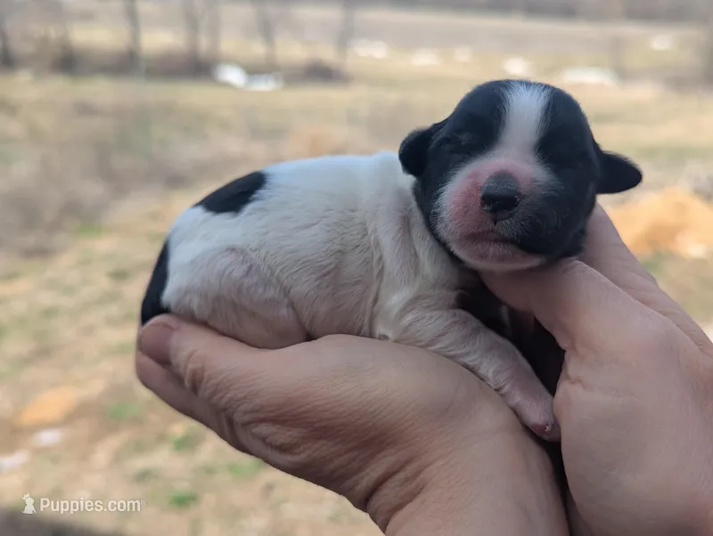 Theo - AKC - Portuguese water dog  – Portuguese Water Dog puppy for sale in Kingston, MO