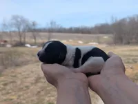 Theo - AKC - Portuguese water dog , a male Portuguese Water Dog for sale in Kingston, MO – Photo 8 of 9