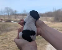 Theo - AKC - Portuguese water dog , a male Portuguese Water Dog for sale in Kingston, MO – Photo 4 of 9