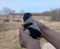 Theo - AKC - Portuguese water dog , a male Portuguese Water Dog for sale in Kingston, MO – Photo 5 of 9