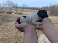 Theo - AKC - Portuguese water dog , a male Portuguese Water Dog for sale in Kingston, MO – Photo 7 of 9