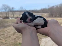 Theo - AKC - Portuguese water dog , a male Portuguese Water Dog for sale in Kingston, MO – Photo 6 of 9