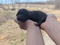 Uriel - AKC - Portuguese water dog , a male Portuguese Water Dog for sale in Kingston, MO – Photo 2 of 8