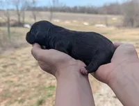 Uriel - AKC - Portuguese water dog , a male Portuguese Water Dog for sale in Kingston, MO – Photo 8 of 8