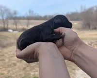 Uriel - AKC - Portuguese water dog , a male Portuguese Water Dog for sale in Kingston, MO – Photo 6 of 8