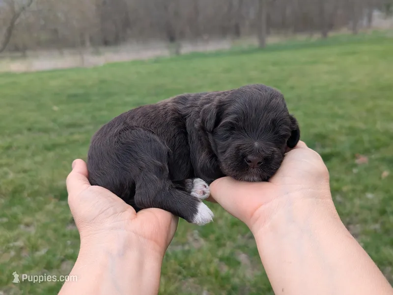Uriel - AKC - Portuguese water dog  – Portuguese Water Dog puppy for sale in Kingston, MO