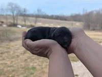 Uriel - AKC - Portuguese water dog , a male Portuguese Water Dog for sale in Kingston, MO – Photo 3 of 8