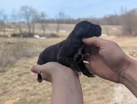 Uriel - AKC - Portuguese water dog , a male Portuguese Water Dog for sale in Kingston, MO – Photo 5 of 8