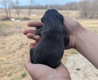 Uriel - AKC - Portuguese water dog , a male Portuguese Water Dog for sale in Kingston, MO – Photo 7 of 8
