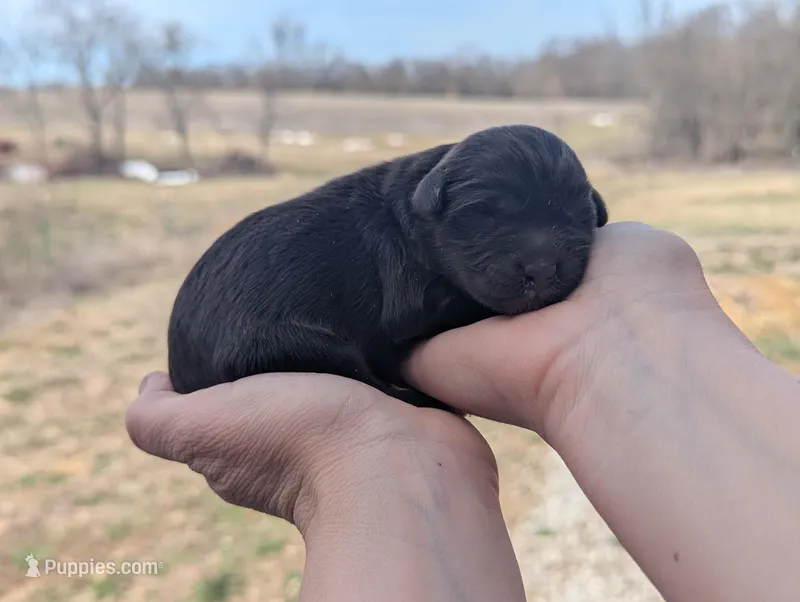 Uriel - AKC - Portuguese water dog  – Portuguese Water Dog puppy for sale in Kingston, MO