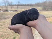 Uriel - AKC - Portuguese water dog , a male Portuguese Water Dog for sale in Kingston, MO – Photo 1 of 8