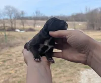 Uriel - AKC - Portuguese water dog , a male Portuguese Water Dog for sale in Kingston, MO – Photo 4 of 8
