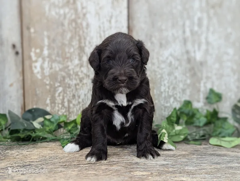 Uriel - AKC - Portuguese water dog  – Portuguese Water Dog puppy for sale in Kingston, MO