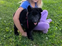 AKC - Belgian Sheepdog - Pink Girl, a female Belgian Sheepdog for sale in Kingston, MO – 4 of 10