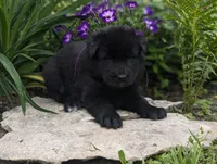 AKC - Belgian Sheepdog - Female, a female Belgian Sheepdog for sale in Kingston, MO – 8 of 10
