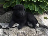 AKC - Belgian Sheepdog - Male, a male Belgian Sheepdog for sale in Kingston, MO – 6 of 10