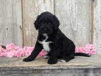 Una - AKC - Portuguese water dog , a female Portuguese Water Dog for sale in Kingston, MO – 7 of 9