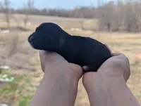 Una - AKC - Portuguese water dog , a female Portuguese Water Dog for sale in Kingston, MO – Photo 4 of 9