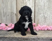 Una - AKC - Portuguese water dog , a female Portuguese Water Dog for sale in Kingston, MO – 6 of 9
