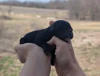 Una - AKC - Portuguese water dog , a female Portuguese Water Dog for sale in Kingston, MO – Photo 2 of 9
