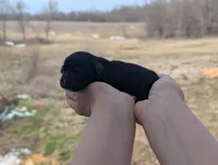 Una - AKC - Portuguese water dog , a female Portuguese Water Dog for sale in Kingston, MO – Photo 9 of 9