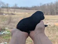Una - AKC - Portuguese water dog , a female Portuguese Water Dog for sale in Kingston, MO – Photo 8 of 9