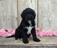 Una - AKC - Portuguese water dog , a female Portuguese Water Dog for sale in Kingston, MO – 1 of 9