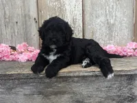 Una - AKC - Portuguese water dog , a female Portuguese Water Dog for sale in Kingston, MO – 8 of 9
