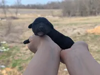 Una - AKC - Portuguese water dog , a female Portuguese Water Dog for sale in Kingston, MO – Photo 6 of 9