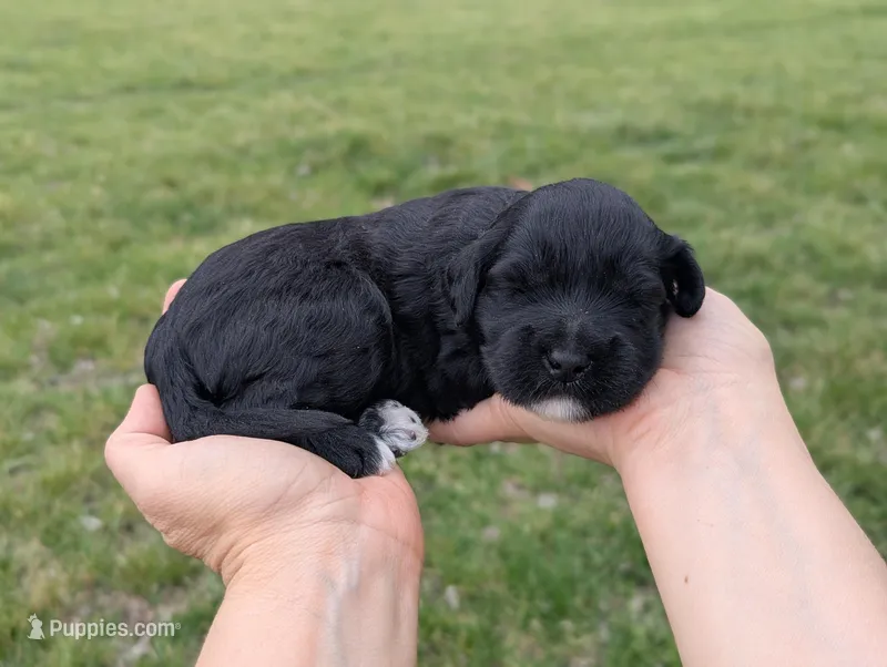 Una - AKC - Portuguese water dog  – Portuguese Water Dog puppy for sale in Kingston, MO