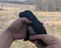 Una - AKC - Portuguese water dog , a female Portuguese Water Dog for sale in Kingston, MO – Photo 3 of 9