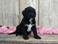 Una - AKC - Portuguese water dog , a female Portuguese Water Dog for sale in Kingston, MO – 4 of 9