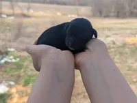 Una - AKC - Portuguese water dog , a female Portuguese Water Dog for sale in Kingston, MO – Photo 5 of 9
