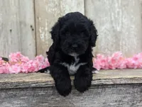 Una - AKC - Portuguese water dog , a female Portuguese Water Dog for sale in Kingston, MO – 2 of 9