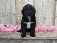 Una - AKC - Portuguese water dog , a female Portuguese Water Dog for sale in Kingston, MO – 9 of 9