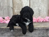 Una - AKC - Portuguese water dog , a female Portuguese Water Dog for sale in Kingston, MO – 5 of 9