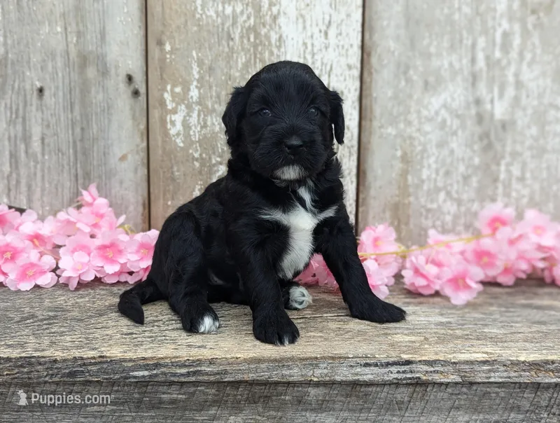 Una - AKC - Portuguese water dog  – Portuguese Water Dog puppy for sale in Kingston, MO