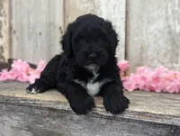 Una - AKC - Portuguese water dog , a female Portuguese Water Dog for sale in Kingston, MO – 3 of 9