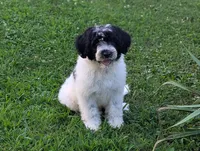 Victor , a male Portuguese Water Dog for sale in Kingston, MO – 5 of 10