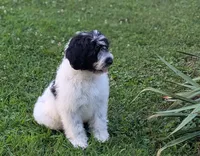 Victor , a male Portuguese Water Dog for sale in Kingston, MO – 6 of 10