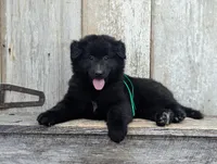 AKC - Belgian Sheepdog - Green Boy, a male Belgian Sheepdog for sale in Kingston, MO – 3 of 10