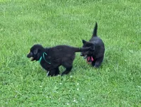 AKC - Belgian Sheepdog - Green Boy, a male Belgian Sheepdog for sale in Kingston, MO – 7 of 10