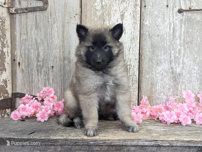 Silver Tervuren Female