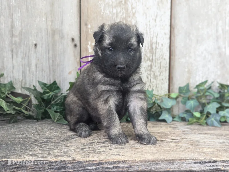 Silver Tervuren Female